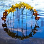 an arch of daylily flowers reflected in a lake forms a circle