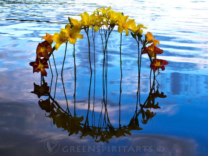 an arch of daylily flowers reflected in a lake forms a circle