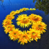 a spiral of sunflower blossoms floating on a pond