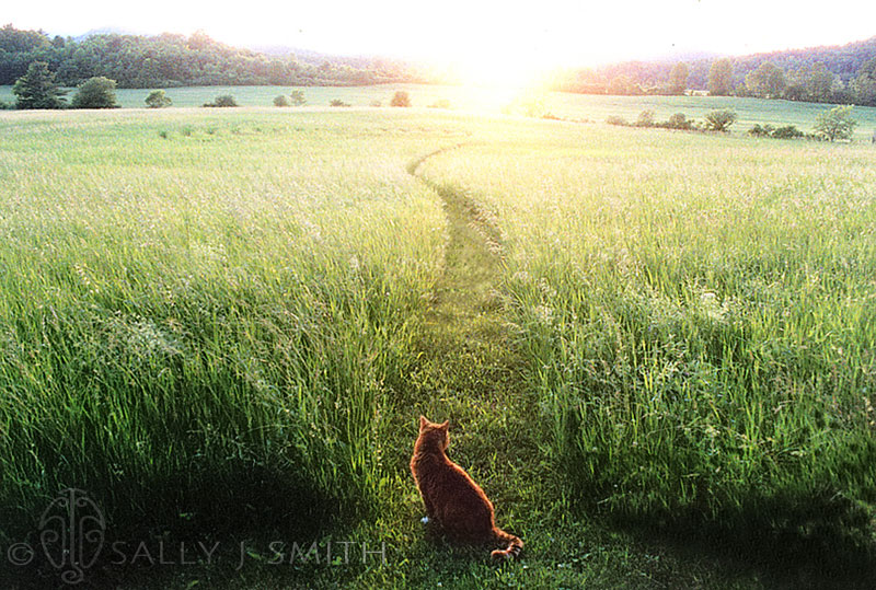 A golden meadow with a path leading into the distance. An orange cat sits at the beginning of the path.