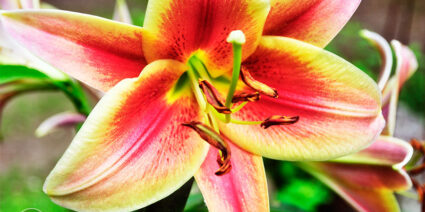 A beautiful, fragrant orange and yellow lily blossom.