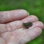A very tiny toad in a human hand