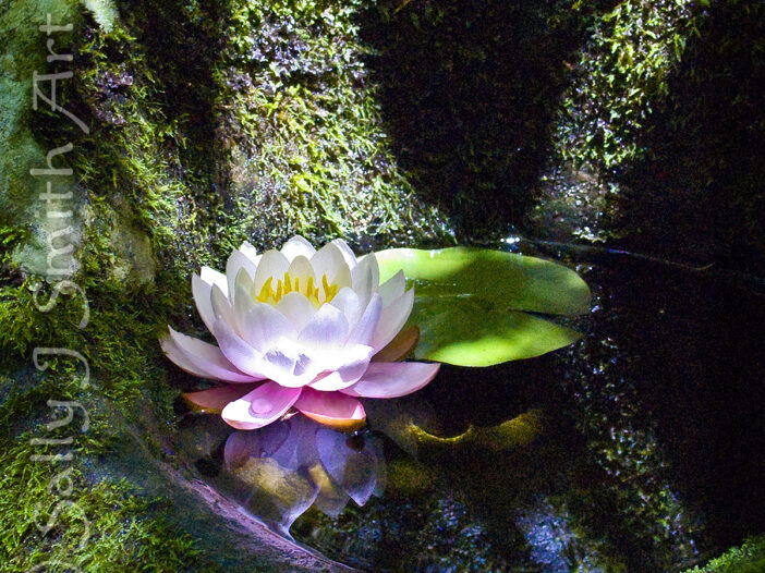 A pink waterlily sits in a tiny pool bathed in a beam of sunlight. Image by Sally J Smith.