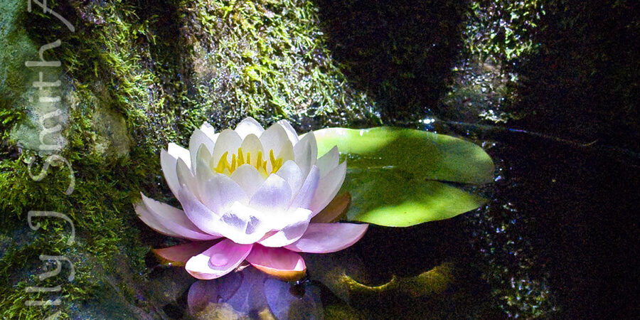 A pink waterlily sits in a tiny pool bathed in a beam of sunlight. Image by Sally J Smith.